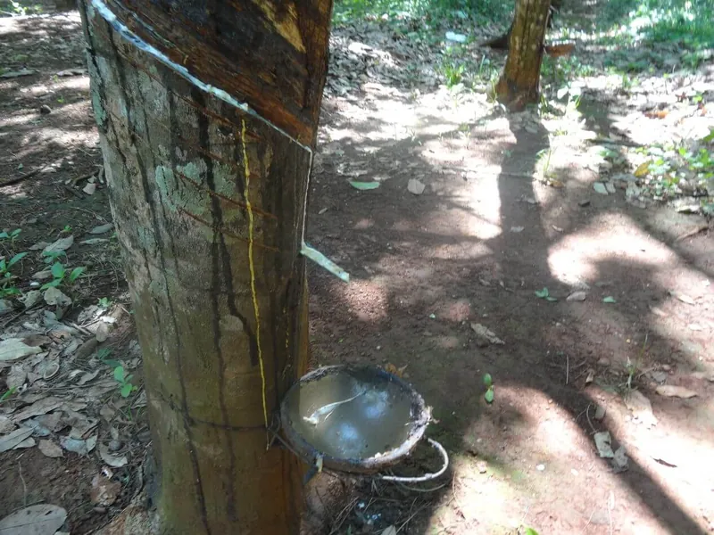 Saignée sur le tronc d'un hévéa : le latex coule le long de l'entaille jusqu'à une coupelle accrochée à l'arbre