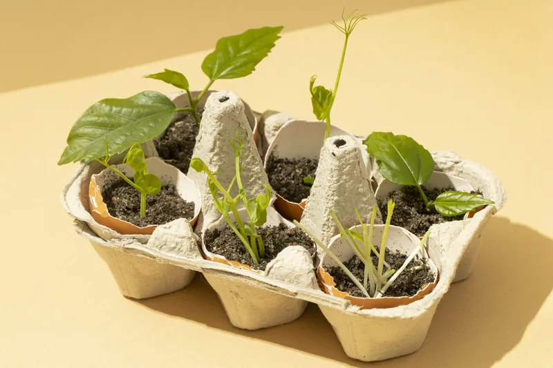 De jeunes pousses plantées dans des coquilles d’œufs remplies de terre, rangées dans une boîte à œufs en carton