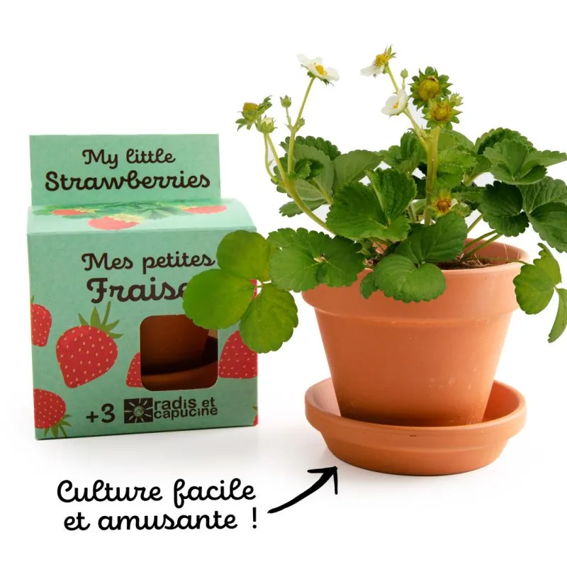 Un fraisier en pot de terre cuite à côté de sa boîte « Mes petites fraises » de Radis et Capucine