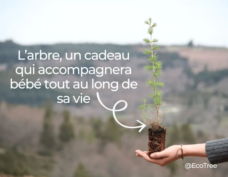 Une main tend un jeune plant d'arbre devant un paysage de forêt, avec le texte « L'arbre, un cadeau qui accompagnera bébé tout au long de sa vie » et la mention @EcoTree